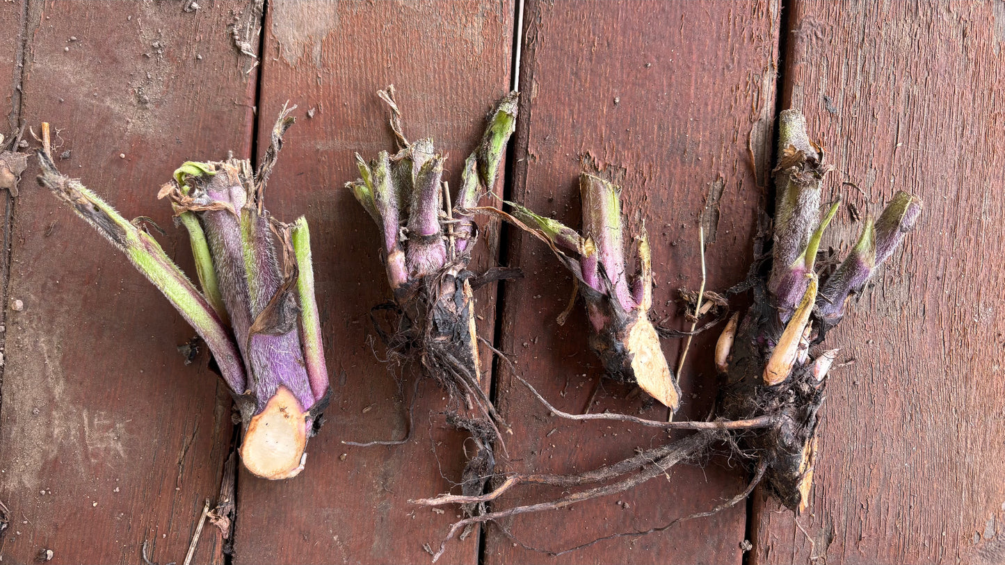 Comfrey Root Crowns (4 Pack)