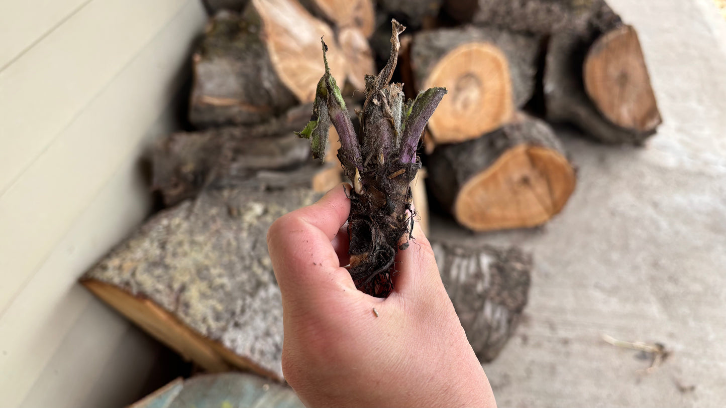 Comfrey Root Crowns (4 Pack)