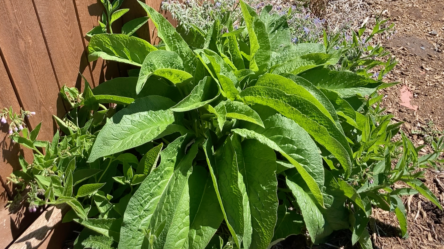 Comfrey Root Crowns (4 Pack)