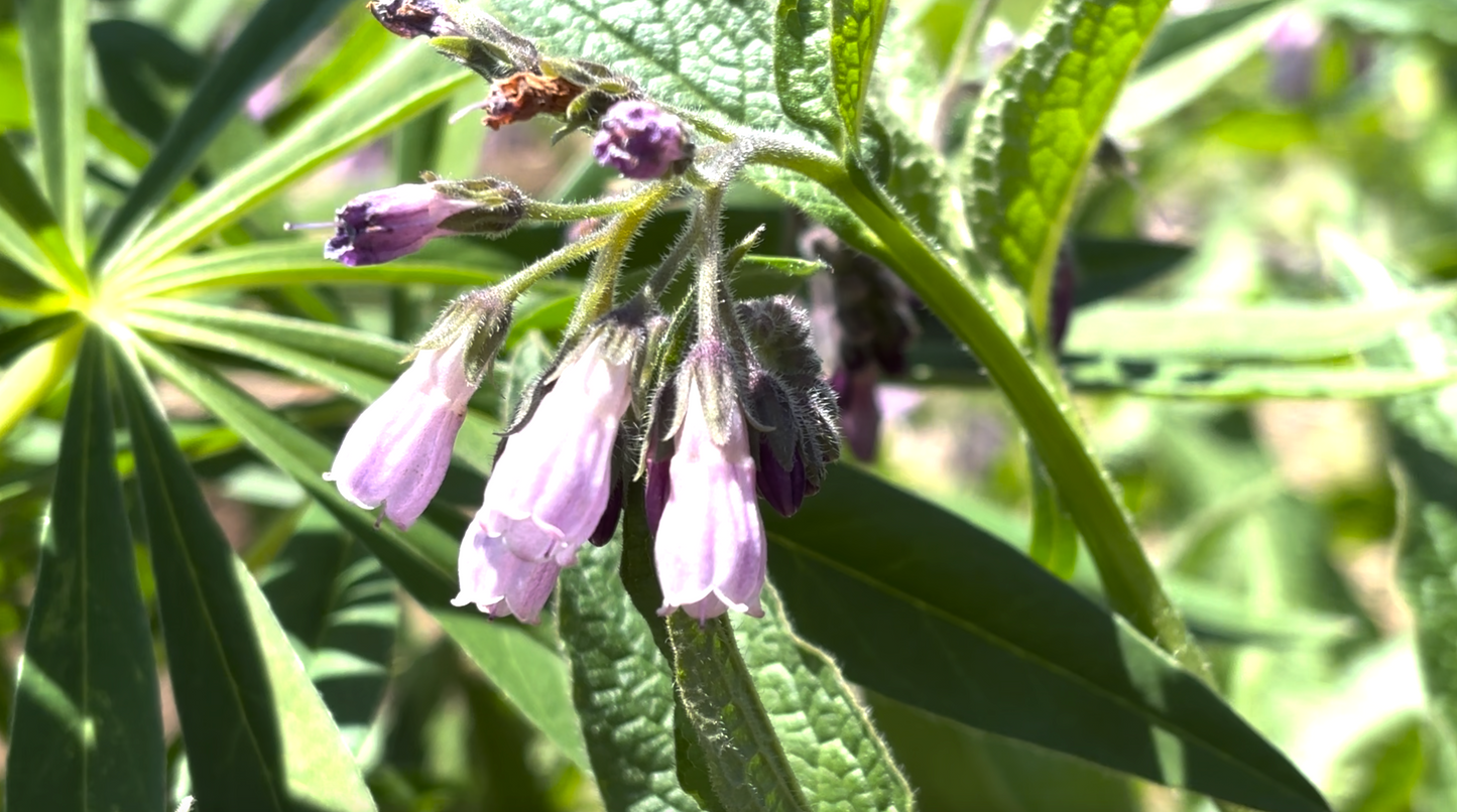Comfrey Root Crowns (4 Pack)