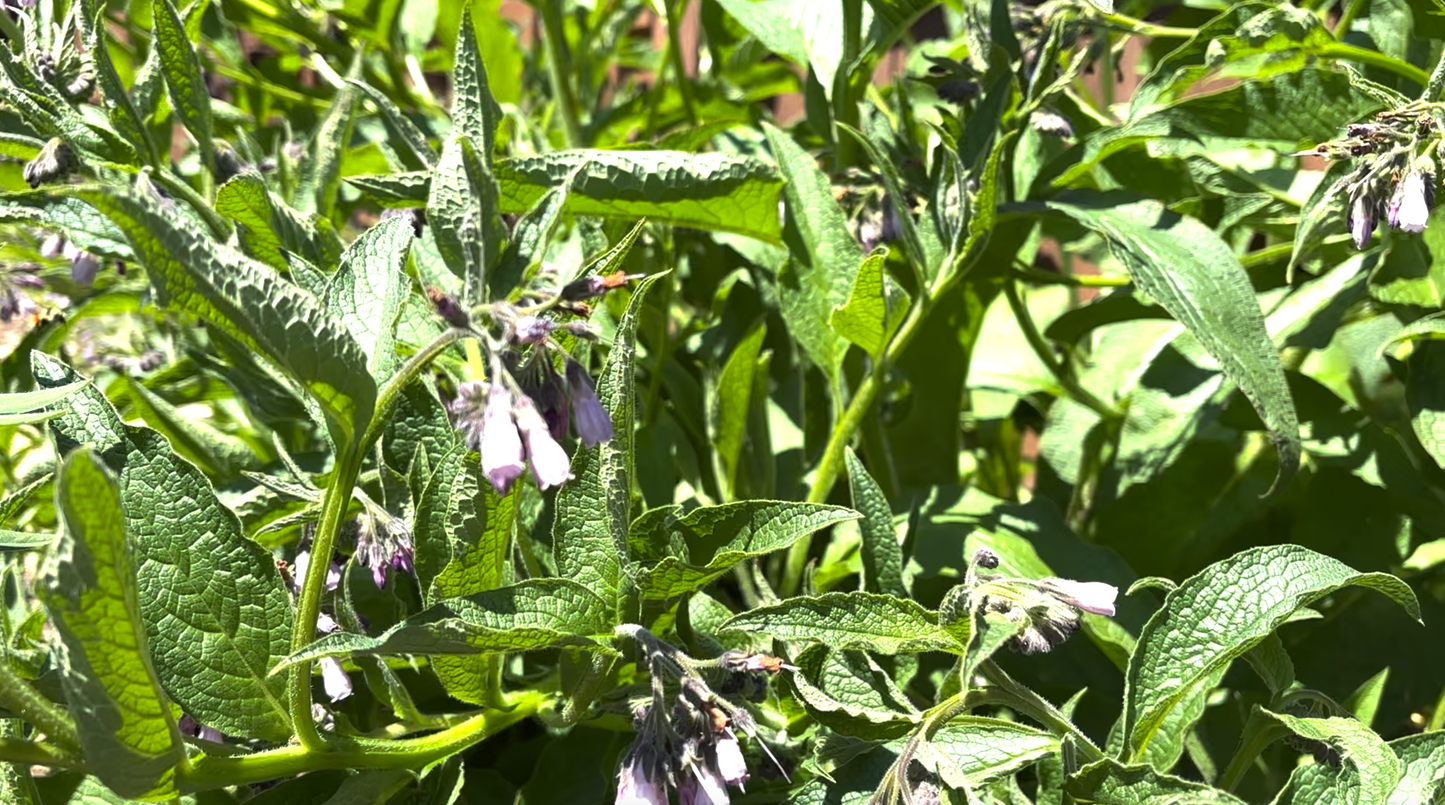Comfrey Root Crowns (4 Pack)